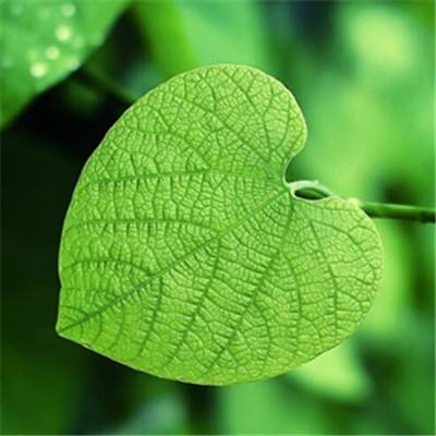 口袋大师百度客户端下载